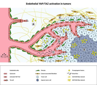 Endothelial YAP/TAZ Signaling in Angiogenesis and Tumor Vasculature